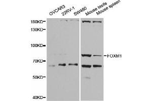 Western blot analysis of extracts of various cell lines, using FOXM1 antibody. (FOXM1 antibody  (AA 1-350))