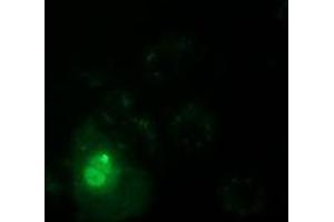 Anti-PPWD1 mouse monoclonal antibody (ABIN2453498) immunofluorescent staining of COS7 cells transiently transfected by pCMV6-ENTRY PPWD1 (RC204570).