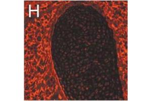 Immunofluorescence image of Nidogen 1 staining in cryosection of mouse cartilage and surrounding tissue Salmivirta K et al. (Nidogen 1 antibody)