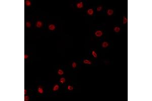 ABIN6266531 staining COS7 by IF/ICC. (E2F4 antibody)