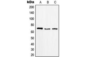 Western blot analysis of MGCRACGAP expression in Raji (A), K562 (B), A431 (C) whole cell lysates. (RACGAP1 antibody  (N-Term))