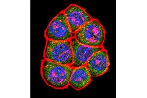 Confocal immunofluorescent analysis of TBP Antibody (C-term) (ABIN390630 and ABIN2840934) with Hela cell followed by Alexa Fluor 488-conjugated goat anti-rabbit lgG (green). (TBP antibody  (C-Term))