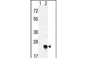 Western blot analysis of MSRB2 (arrow) using rabbit polyclonal MSRB2 Antibody (Center) (ABIN390968 and ABIN2841148). (MSRB2 antibody  (AA 44-73))