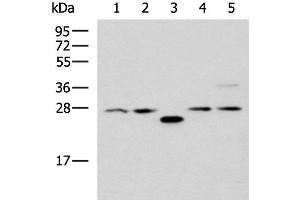 Western blot analysis of 293T cell lysates using PSMA6 Polyclonal Antibody at dilution of 1:1000 (PSMA6 antibody)