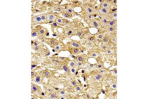 Immunohistochemical analysis of paraffin-embedded H. (HBG2 antibody  (C-Term))