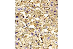 Immunohistochemical analysis of paraffin-embedded H. (HBG2 antibody  (C-Term))