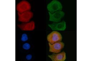 ABIN6259590 and ABIN6275930 staining Hela cells by IF/ICC. (BUD31 antibody  (N-Term))