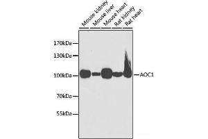 Western blot analysis of extracts of various cell lines using AOC1 Polyclonal Antibody at dilution of 1:1000. (DAO antibody)