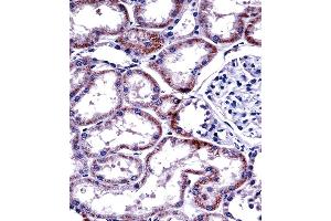 HNF4A Antibody (Center) ((ABIN389269 and ABIN2839402))immunohistochemistry analysis in formalin fixed and paraffin embedded human kidney tissue followed by peroxidase conjugation of the secondary antibody and DAB staining. (HNF4A antibody  (AA 281-312))