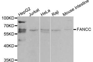 Western blot analysis of extracts of various cell lines, using FANCC antibody. (FANCC antibody)