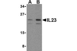 Western blot analysis of IL-23 in mouse pancreas tissue lysate with AP30419PU-N IL-23 antibody at (A) 1 and (B) 2 μg/ml. (IL23A antibody  (N-Term))