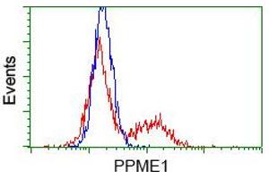 HEK293T cells transfected with either pCMV6-ENTRY PPME1 (RC200009) (Red) or empty vector control plasmid (Blue) were immunostained with anti-PPME1 mouse monoclonal (ABIN2453495, Dilution 1:1,000), and then analyzed by flow cytometry.