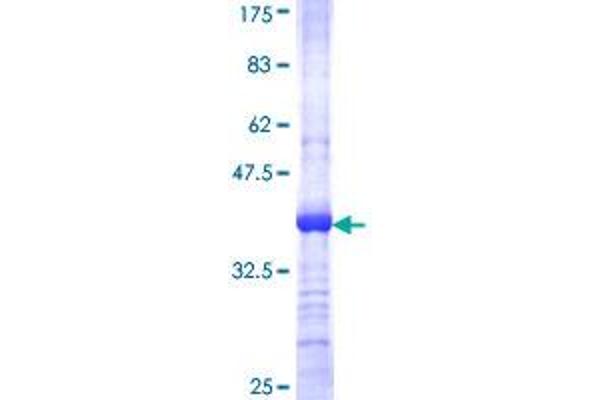 KCNMB3 Protein (AA 82-181) (GST tag)