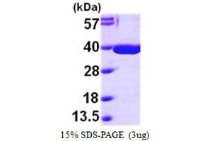 SDS-PAGE (SDS) image for Malate Dehydrogenase 2, NAD (Mitochondrial) (MDH2) (AA 25-338) protein (His tag) (ABIN667187) (MDH2 Protein (AA 25-338) (His tag))