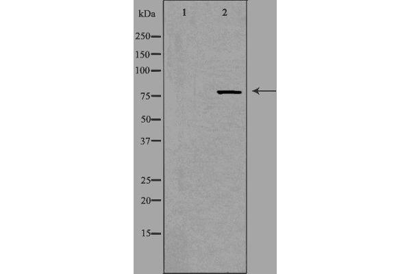 NCBP1 antibody  (N-Term)