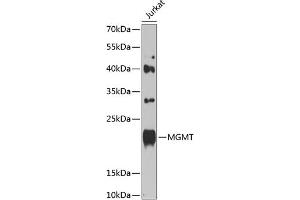 Western blot analysis of extracts of Jurkat cells, using MGMT antibody (ABIN1680826, ABIN3015024, ABIN3015025 and ABIN6213597) at 1:1000 dilution. (MGMT antibody  (AA 1-207))
