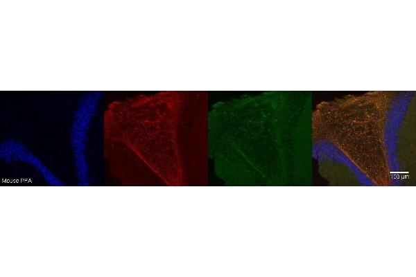 FAM107A antibody