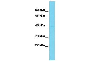 SCRT1 antibody  (N-Term)