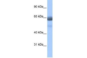 WB Suggested Anti-RFX4 Antibody Titration:  0. (RFX4 antibody  (N-Term))