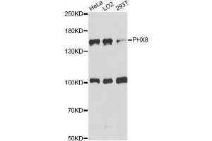 Western blot analysis of extracts of various cell lines, using DHX8 antibody. (DHX8 antibody)