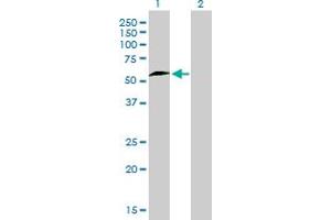 Immunohistochemistry (IHC) image for anti-Nuclear Respiratory Factor 1 (NRF1) (AA 201-286) antibody (ABIN6741525) (NRF1 antibody  (AA 201-286))