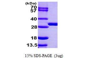 SDS-PAGE (SDS) image for Biphenyl Hydrolase-Like (Serine Hydrolase) (BPHL) (AA 38-291) protein (His tag) (ABIN667322)