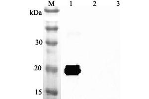 Western blot analysis using anti-IL-33 (mouse), pAb  at 1:2'000 dilution. (IL-33 antibody)