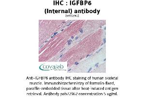 Image no. 1 for anti-Insulin-Like Growth Factor Binding Protein 6 (IGFBP6) (Internal Region) antibody (ABIN1735788) (IGFBP6 antibody  (Internal Region))