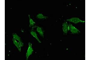 Immunofluorescent analysis of Hela cells using ABIN7166683 at dilution of 1:100 and Alexa Fluor 488-congugated AffiniPure Goat Anti-Rabbit IgG(H+L) (APOBEC4 antibody  (AA 221-367))