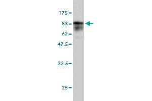 Western Blot detection against Immunogen (70.