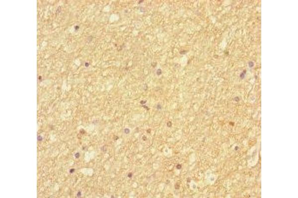 Septin 2 antibody  (AA 1-361)