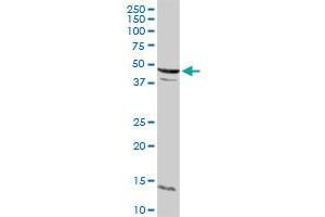 CCNE2 MaxPab rabbit polyclonal antibody. (Cyclin E2 antibody  (AA 1-404))