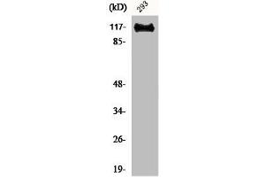 Western Blot analysis of 293 cells using BM28 Polyclonal Antibody (MCM2 antibody  (N-Term))