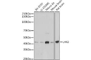 Western blot analysis of extracts of various cell lines, using LHX2 antibody (ABIN7268261) at 1:1000 dilution. (LHX2 antibody)