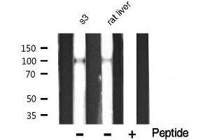 CTNNA1 antibody  (C-Term)