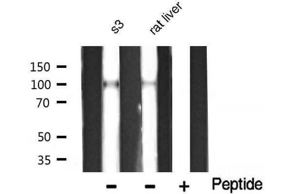 CTNNA1 antibody  (C-Term)