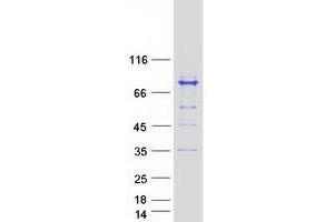 Validation with Western Blot (MAGED2 Protein (Transcript Variant 3) (Myc-DYKDDDDK Tag))