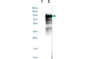 Western blot analysis of Lane 1: Negative control (vector only transfected HEK293T lysate), Lane 2: Over-expression lysate (Co-expressed with a C-terminal myc-DDK tag (~3. (BEGAIN antibody)