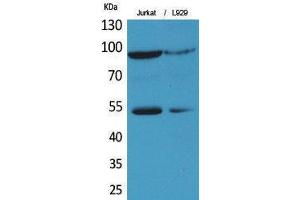 Western Blotting (WB) image for anti-Endothelial PAS Domain Protein 1 (EPAS1) (Ser343) antibody (ABIN3178355) (EPAS1 antibody  (Ser343))