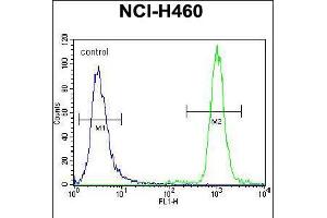 Flow cytometric analysis of NCI-H460 cells (right histogram) compared to a negative control cell (left histogram). (ZFP28 antibody  (N-Term))