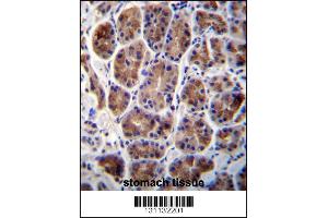 MAN2A2 Antibody immunohistochemistry analysis in formalin fixed and paraffin embedded human stomach tissue followed by peroxidase conjugation of the secondary antibody and DAB staining. (MAN2A2 antibody  (AA 767-796))