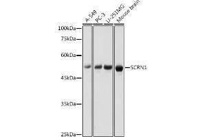 Western blot analysis of extracts of various cell lines, using SCRN1 antibody (ABIN7270175) at 1:1000 dilution. (Secernin 1 antibody)