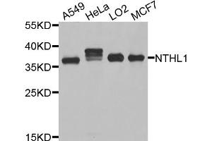 Western blot analysis of extracts of various cell lines, using NTHL1 antibody (ABIN5995463) at 1/1000 dilution. (Nth Endonuclease III-Like 1 (NTHL1) antibody)