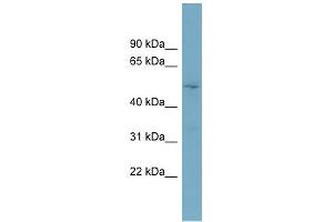WB Suggested Anti-TOM1L2 Antibody Titration: 0. (TOM1L2 antibody  (Middle Region))