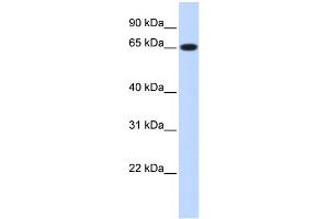 WB Suggested Anti-RPN1 Antibody Titration:  0. (RPN1 antibody  (Middle Region))