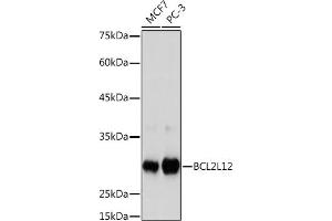 Western blot analysis of extracts of various cell lines, using BCL2L12 Rabbit mAb (ABIN7265864) at 1:1000 dilution. (BCL2L12 antibody)