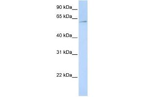 EIF3EIP antibody used at 1 ug/ml to detect target protein. (EIF3L antibody  (N-Term))