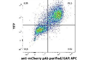Flow cytometry surface staining pattern of HEK293T/17 cells co-transfected with mCherry/GPI and YFP/GPI constructs stained using anti-mCherry Purified rabbit polyclonal antibody (concentration in sample 2 μg/mL, GAR APC). (mCherry antibody)