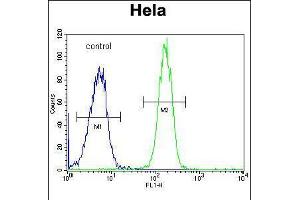 Flow cytometric analysis of Hela cells (right histogram) compared to a negative control cell (left histogram). (GALNT5 antibody  (N-Term))
