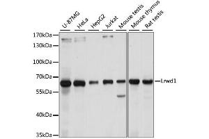 Western blot analysis of extracts of various cell lines, using Lrwd1 antibody (ABIN6293055) at 1:1000 dilution.